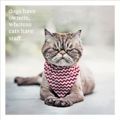 Cats have staff - 6.5x6.5