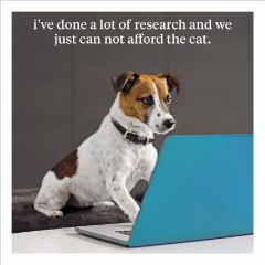 Cant afford the cat - 6.5x6.5