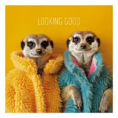 Good looking meerkats - 6.5x6.5