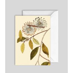 Tuberculata - 5x7