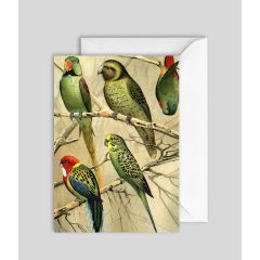 Parrots - 5x7