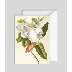 White Magnolia - 5x7