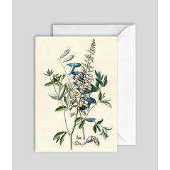 Crotalaria - 5x7