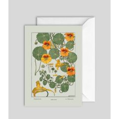 Nasturtium - 5x7