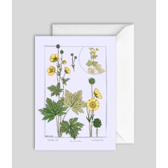Butter-cup - 5x7