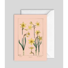 Jonquil - 5x7