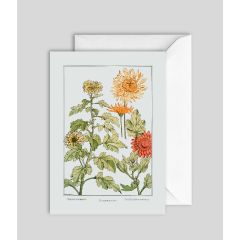 Chrysanthemum - 5x7