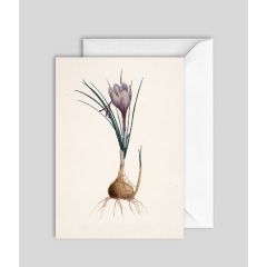 Crocus - 5x7
