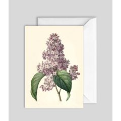 Lilac - 5x7