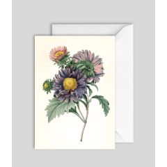 Aster - 5x7