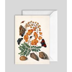 Butterflies, flowers and seashells - 5x7