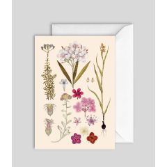 Nerium Odorum - 5x7