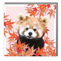 Red Panda - 6x6